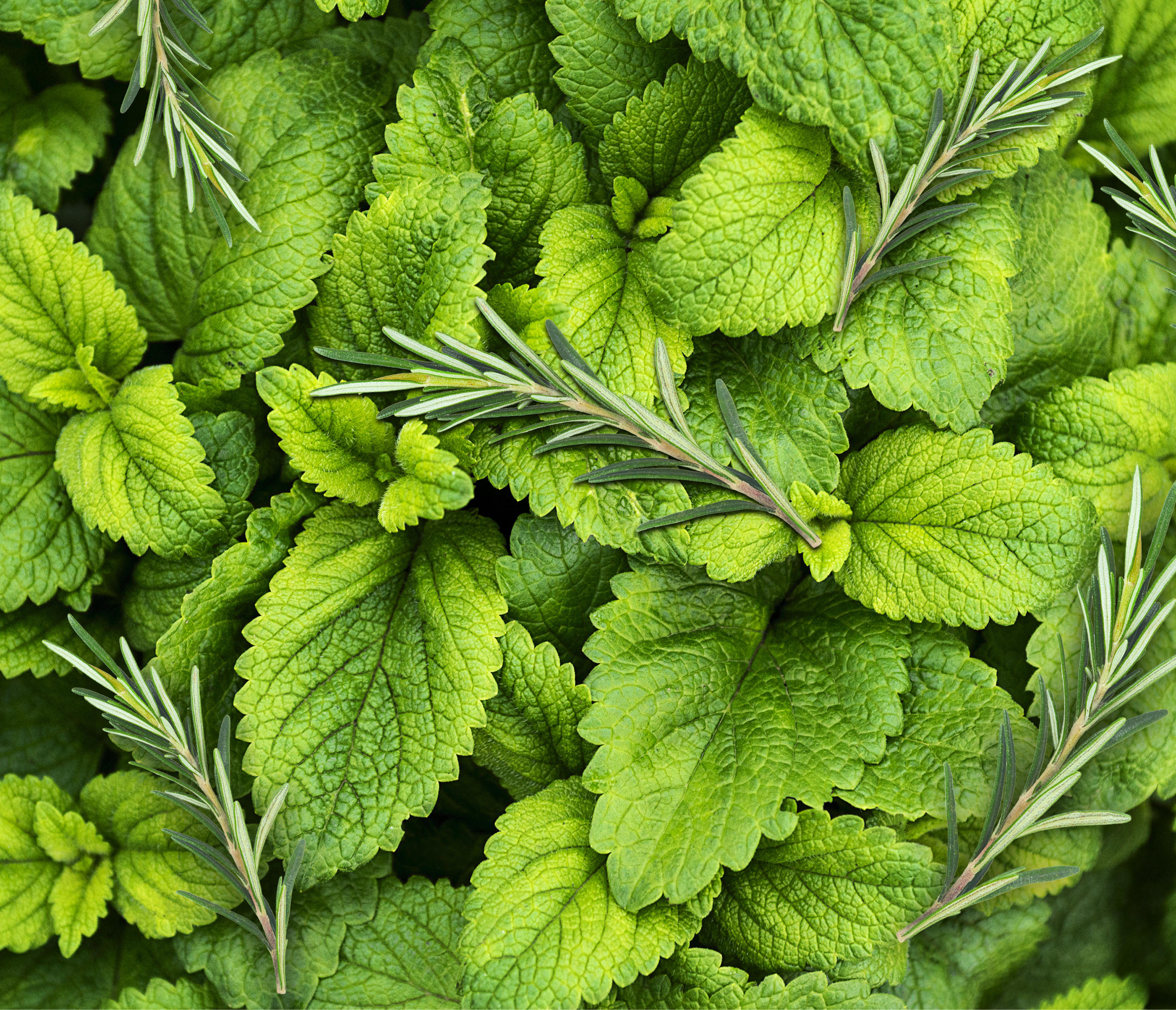 Habillage Bonbons Croibleu Bio Menthe Poivrée Romarin
